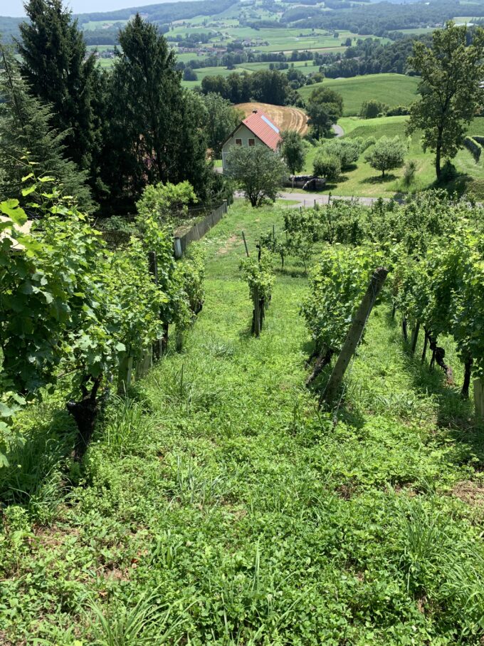 2019 Sauvignon Blanc Alte Reben – Neumeister – Bild 3